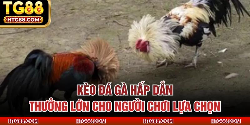 Kèo đá gà hấp dẫn, thưởng lớn cho người chơi lựa chọn