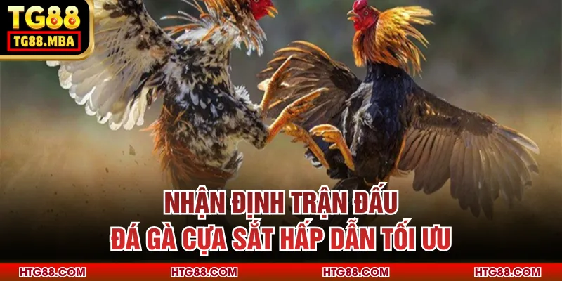 Nhận định trận đấu đá gà cựa sắt hấp dẫn tối ưu
